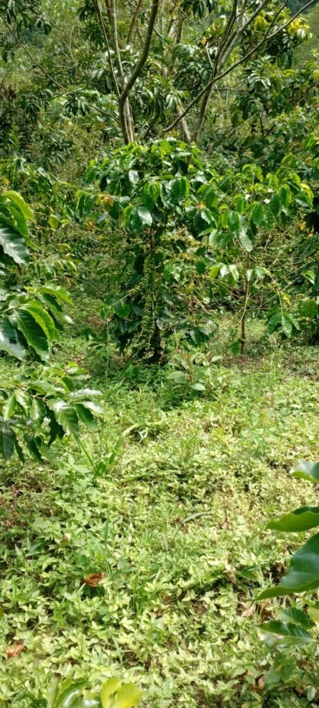 Cafetales en la sierra norte de puebla Cafetales en la sierra norte de puebla aun sin madurar el fruto
