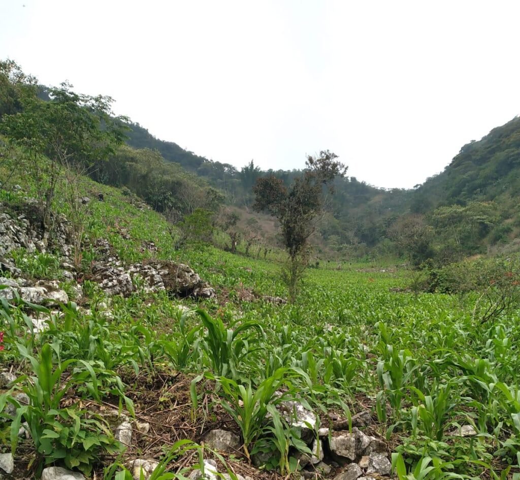 Cultivo-de-maíz En la sierra norte de puebla se siembra el maíz a finales del invierno